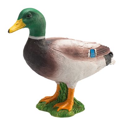 Mojo Kachna divoká kačer