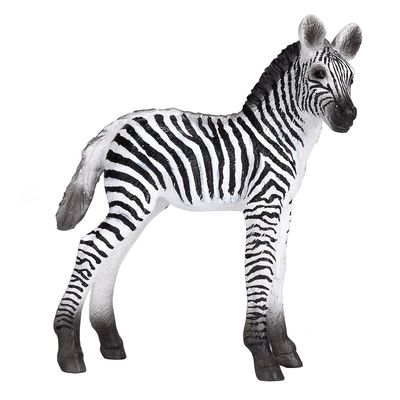Mojo Zebra mládě