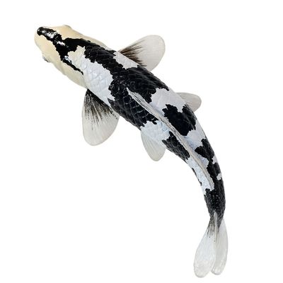 Mojo Kapr koi shiro utsuri